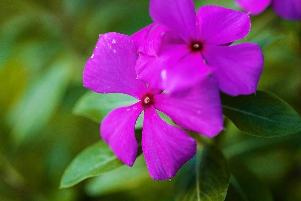 Hospedaje Hefziba Moyogalpa Ngoại thất bức ảnh
